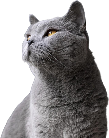 Gato gris