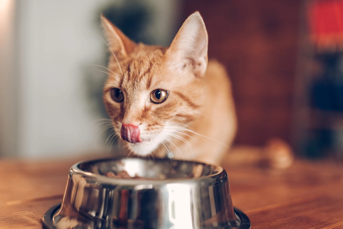 Alimentos que pueden comer los gatos y cuales son tóxicos