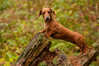 Dachshund El perro de las patas cortas que roba corazones