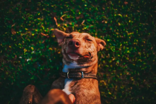 Día mundial del perro Celebrando a nuestros mejores amigos peludos