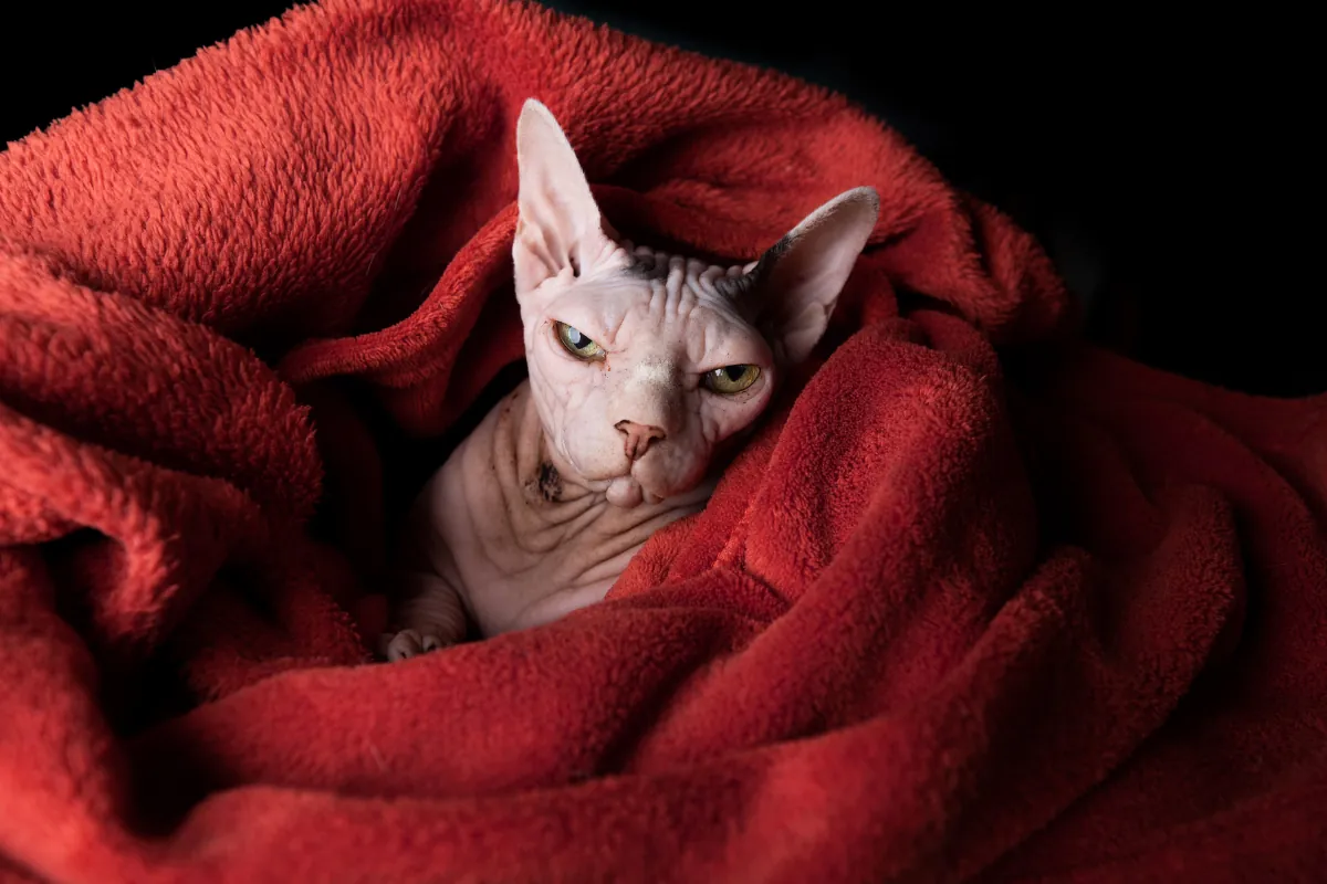 El Gato Egipcio o Sphynx: la peculiar raza sin pelo 41 El Gato Egipcio o Sphynx la peculiar raza sin pelo