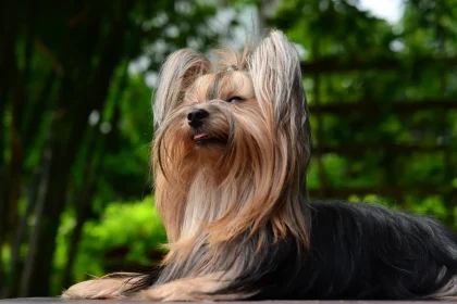 El encantador Yorkshire Terrier