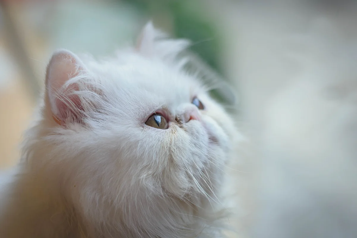 El fascinante mundo del gato persa