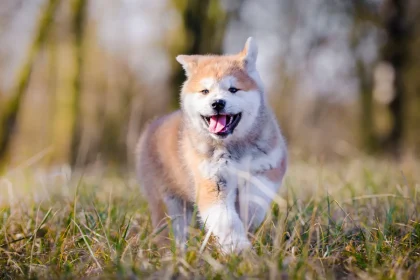 El perro Akita Una maravillosa raza