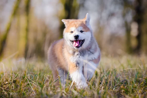 El perro Akita Una maravillosa raza