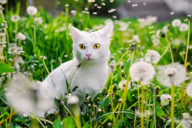 Gato Angora La elegancia felina con un pelaje hermoso