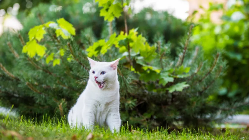 Gato Angora: La elegancia felina con un pelaje hermoso 42 Gato angora con el hocico abierto
