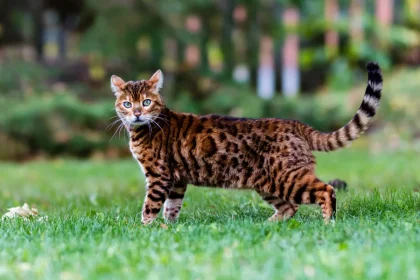 Gato bengalí - El elegante felino exótico