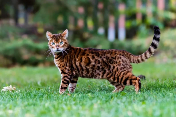 Gato bengalí - El elegante felino exótico