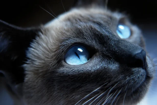 Gato siamés: Elegante y comunicativo