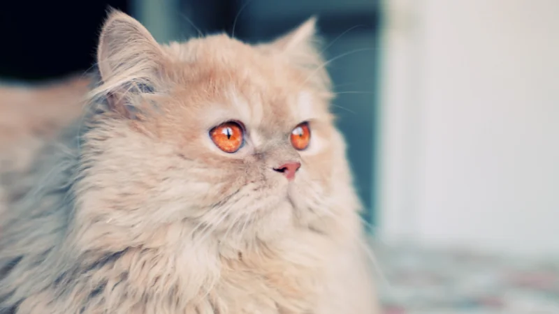 Razas de Gatos: Explorando la Diversidad Felina 42 Gatos Persas