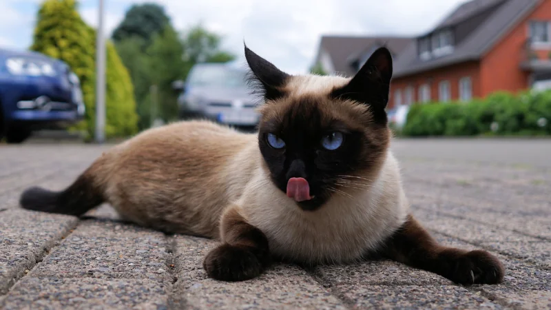 Razas de Gatos: Explorando la Diversidad Felina 43 Gatos Siameses