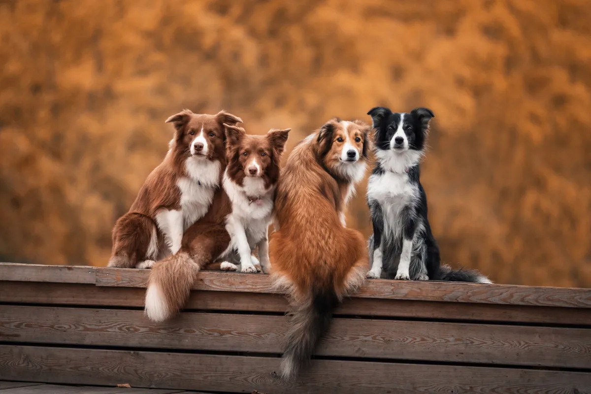 Hasta qué edad crecen los perros