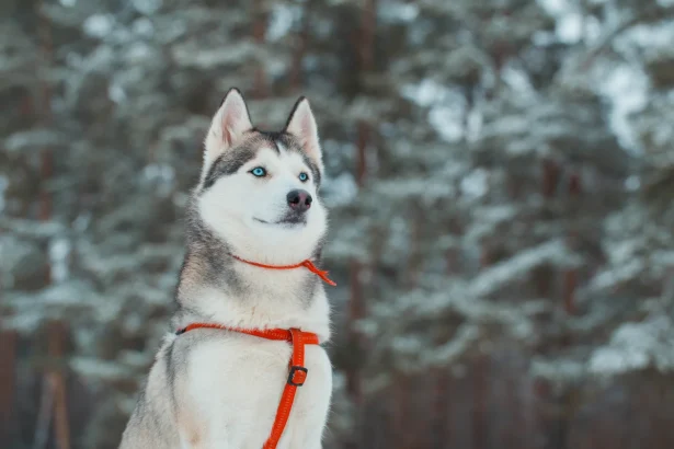 Husky Siberiano Los reyes del ártico