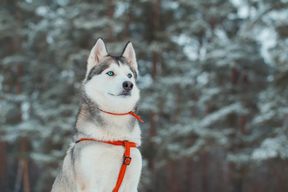 Husky Siberiano: Los reyes del ártico 41 Husky Siberiano Los reyes del ártico