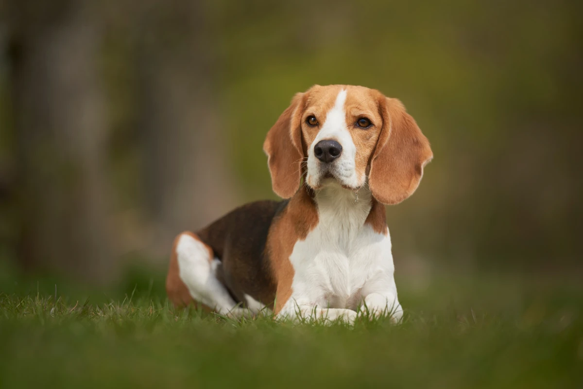 La raza de perros Beagle: juguetones y enérgicos