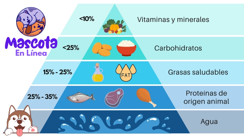 Pirámide alimenticia para perros