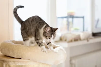 Por qué los gatos amasan
