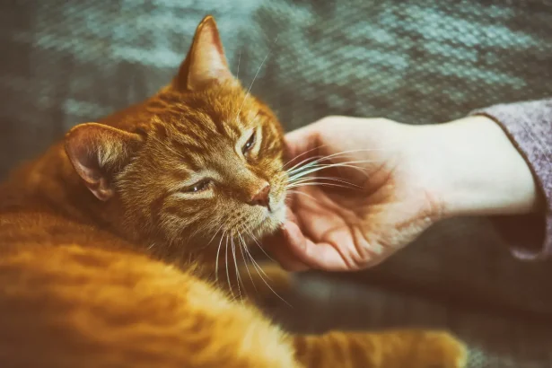 Por qué los gatos ronronean