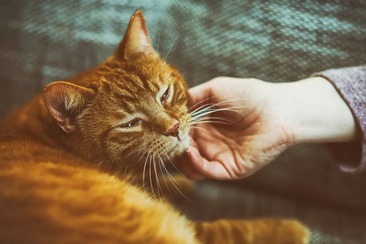 Por qué los gatos ronronean