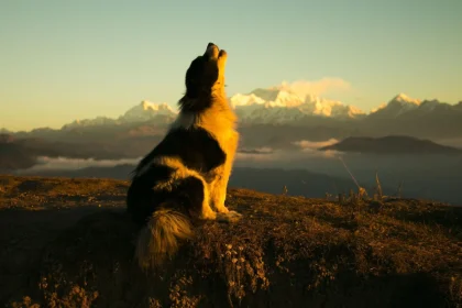 Por qué los perros aúllan
