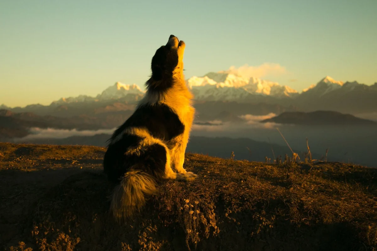 Por qué los perros aúllan