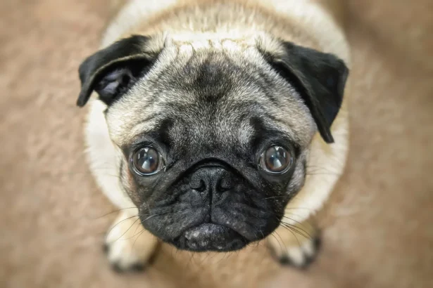 Pug El encantador perro de rostro arrugado