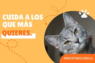 Ranking de los 10 mejores alimentos para gatos en Chile