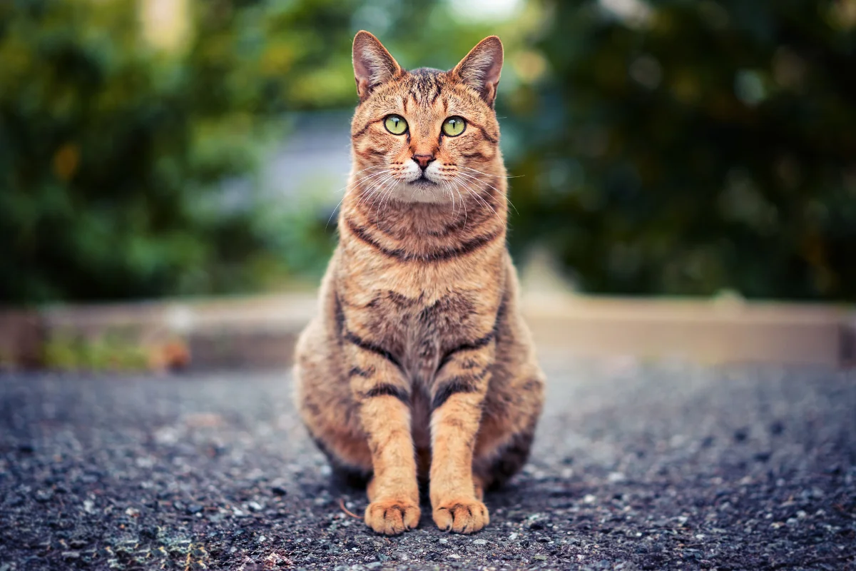 Razas de Gatos: Explorando la Diversidad Felina