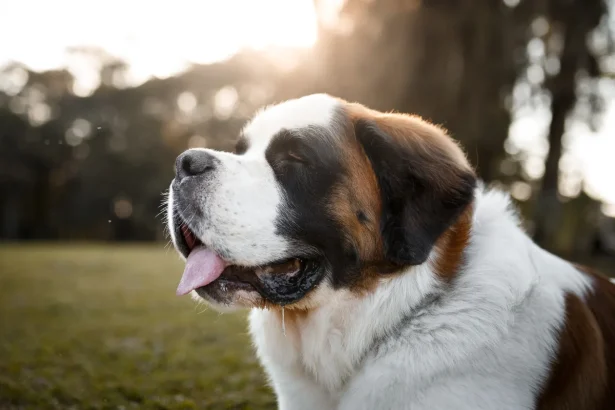 Razas de perros grandes