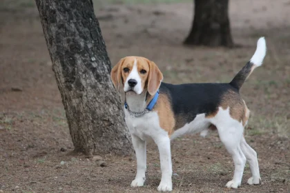 Razas de perros medianos