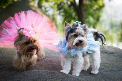 Razas de perros pequeños