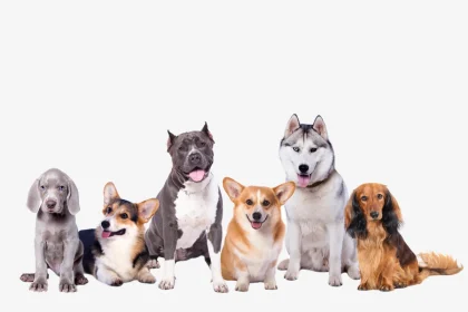 Razas de perros una guía para los amantes de los caninos