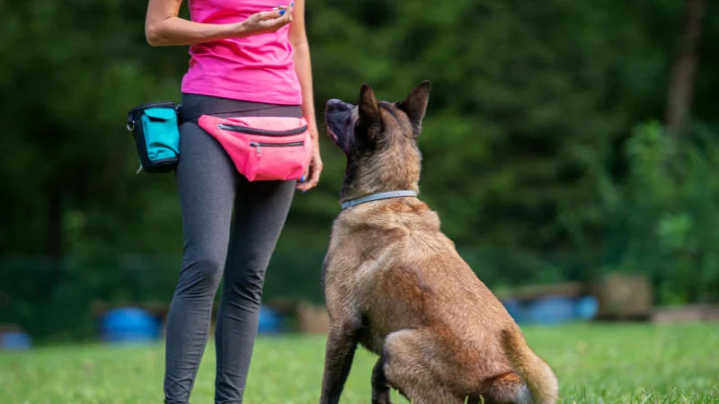 adiestramiento canino