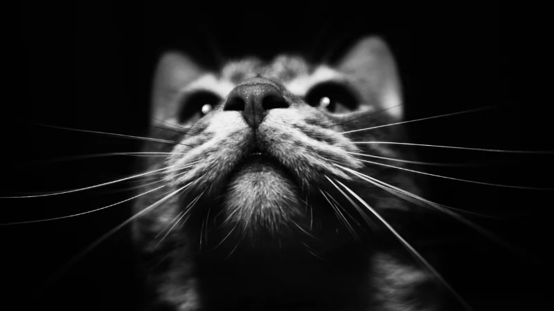 ¿Para qué sirven los bigotes de gato? 43 bigotes de gato