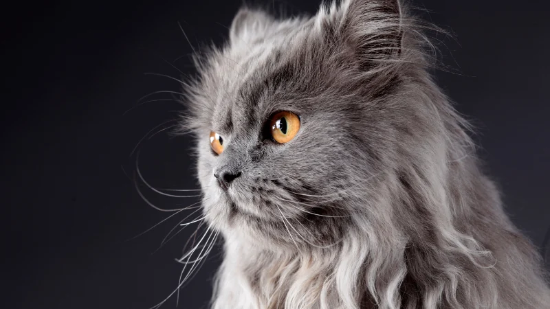 ¿Para qué sirven los bigotes de gato? 44 bigotes de gato