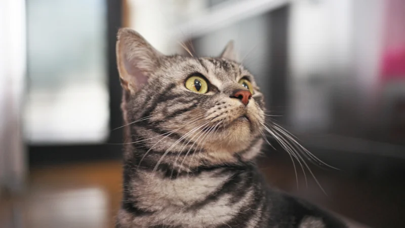 ¿Para qué sirven los bigotes de gato? 45 bigotes de gato