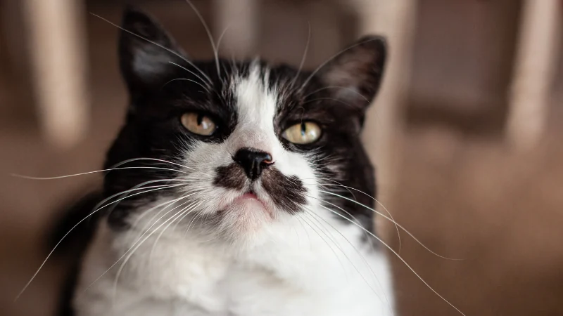 ¿Para qué sirven los bigotes de gato? 42 bigotes de gato