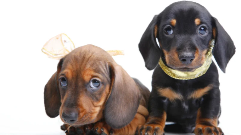 cachorros de perro Dachshund