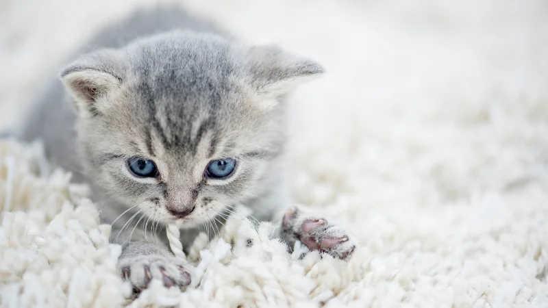 ¿Por qué los gatos amasan? 42 gatito amasando
