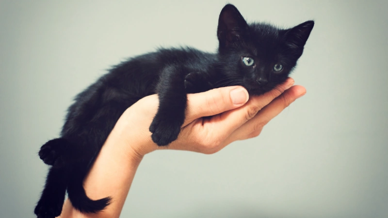 gatito negro encima de una mano