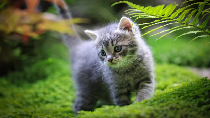 ¿Cuántos años viven los gatos? 45 gatito