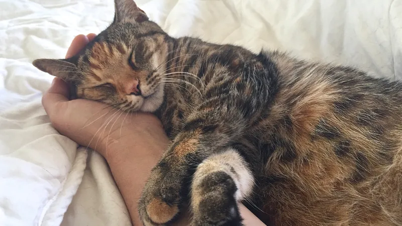 ¿Por qué los gatos ronronean? 44 gato acostado ronroneando
