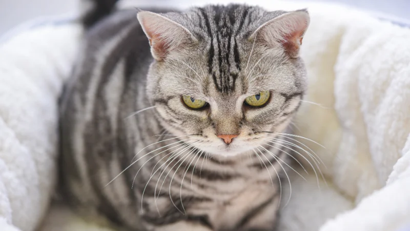 ¿Por qué los gatos amasan? 44 gato adulto amasando
