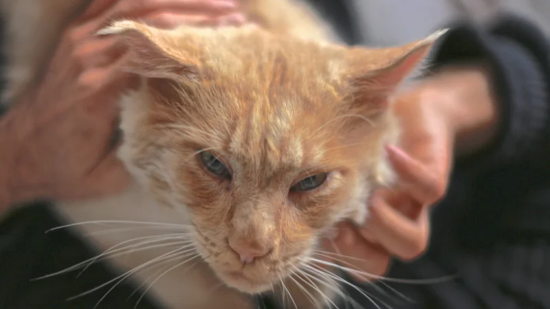 ¿Por qué los gatos ronronean? 42 gato amarillo ronroneando