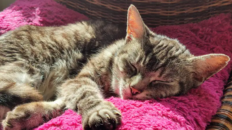 ¿Cuántos años viven los gatos? 42 gato anciano