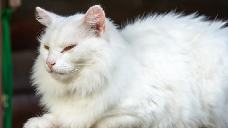 Gato Angora: La elegancia felina con un pelaje hermoso 45 gato angora acostado