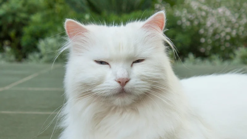 gato angora con ojos casi cerrados