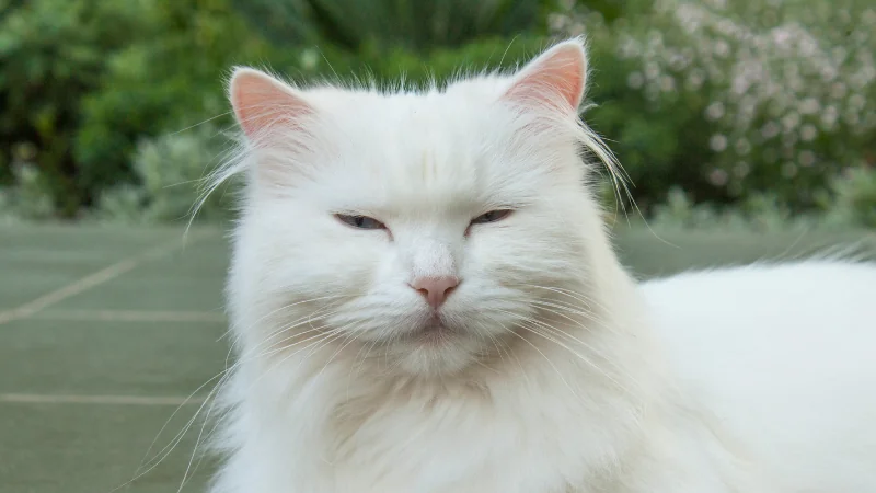 Gato Angora: La elegancia felina con un pelaje hermoso 48 gato angora con ojos casi cerrados