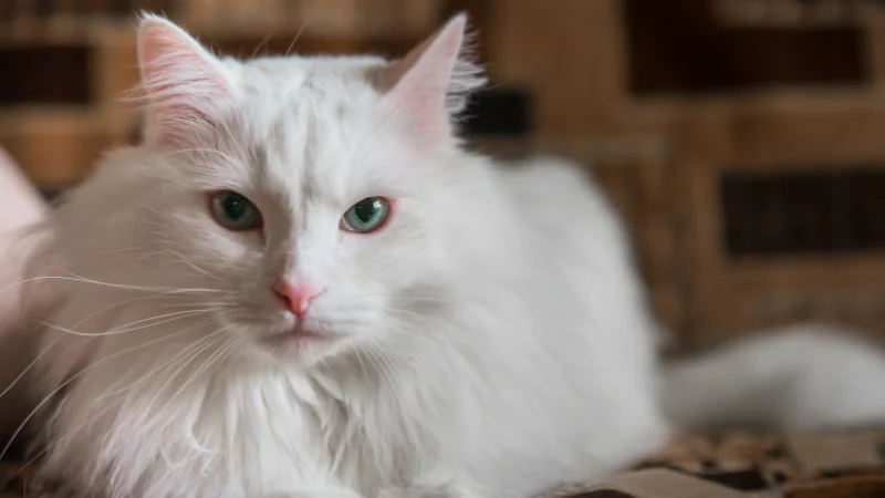 Gato Angora: La elegancia felina con un pelaje hermoso 44 gato angora de frente